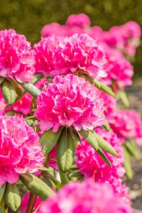 Rhododendron Hybr.Catharine van Tol C 5 30-  40