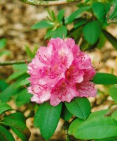 Rhododendron Hybr.Catharine van Tol C 5 30-  40