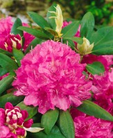 Rhododendron Hybr.Catharine van Tol C 5 30-  40