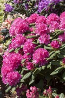 Rhododendron Hybr.Catharine van Tol C 5 40-  50