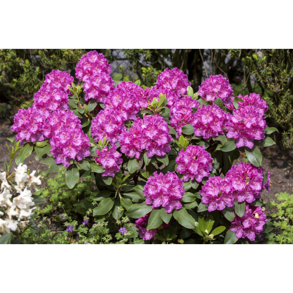 Rhododendron Hybr.Claudine 5L 30-  40
