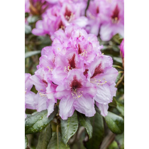 Rhododendron Hybr.Diadem 5L 30-  40