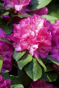 Rhododendron Hybr.Erich C 7,5 40-  50
