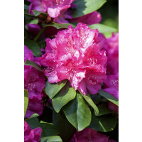 Rhododendron Hybr.Erich C 7,5 40-  50