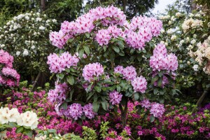 Rhododendron Hybr.Furnivalls Daughter 30- 40 cm