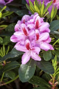 Rhododendron Hybr.Furnivalls Daughter 30- 40 cm