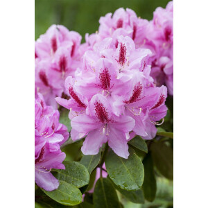 Rhododendron Hybr.Furnivalls Daughter 5L 30-  40