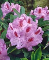 Rhododendron Hybr.Furnivalls Daughter 30- 40 cm