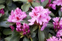 Rhododendron Hybr.Furnivalls Daughter 30- 40 cm