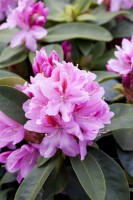 Rhododendron Hybr.Furnivalls Daughter 30- 40 cm