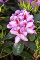 Rhododendron Hybr.Furnivalls Daughter 30- 40 cm