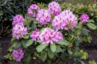 Rhododendron Hybr.Furnivalls Daughter 30- 40 cm