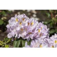 Rhododendron Hybr.Genoveva C 5 30-  40