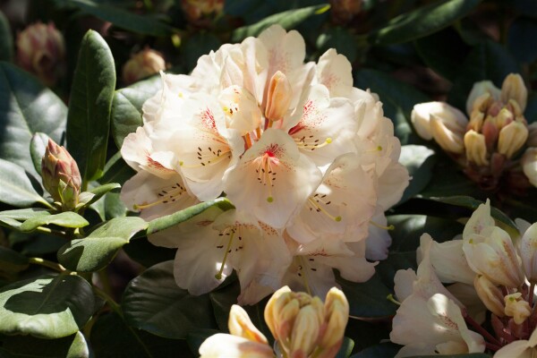 Rhododendron Hybr.Goldbukett 30- 40 cm