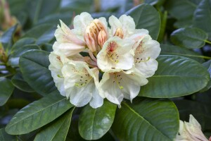 Rhododendron Hybr.Goldbukett 30- 40 cm