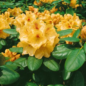 Rhododendron Hybr.Goldbukett 30- 40 cm