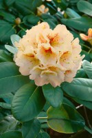 Rhododendron Hybr.Goldbukett 30- 40 cm