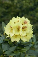 Rhododendron Hybr.Goldbukett 30- 40 cm