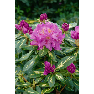 Rhododendron Hybr.Goldflimmer C 5 40-  50
