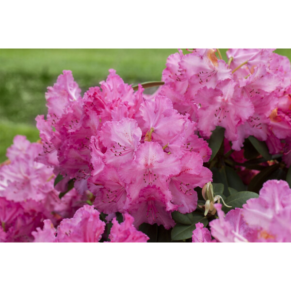 Rhododendron Hybr.Haithabu  -R- C 5 30-  40