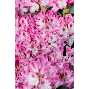 Rhododendron Hybr.Helen Martin C 7,5 40-  50