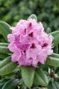 Rhododendron Hybr.Holstein C 5 30-  40