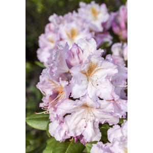 Rhododendron Hybr.Janet Blair C 5 30-  40