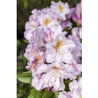 Rhododendron Hybr.Janet Blair C 5 30-  40
