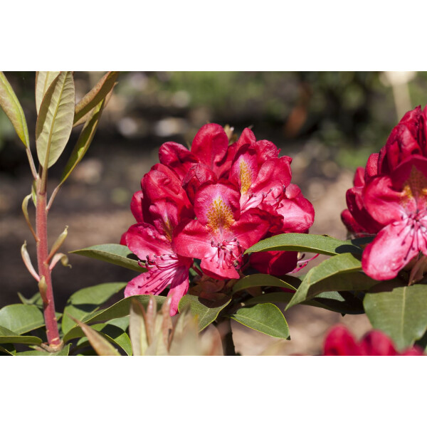 Rhododendron Hybr.Junifeuer C 5 30-  40