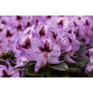 Rhododendron Hybr.Metallica C 5 30-  40
