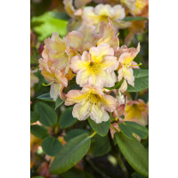 Rhododendron Hybr.Norfolk Candy C 7,5 40-  50