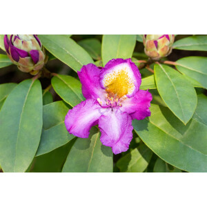 Rhododendron Hybr.Tamarindos 5 L 30-  40