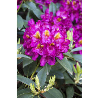 Rhododendron Hybr.Tamarindos 5 L 30-  40