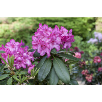Rhododendron Hybr.Walküre  -R- C 5 30-  40
