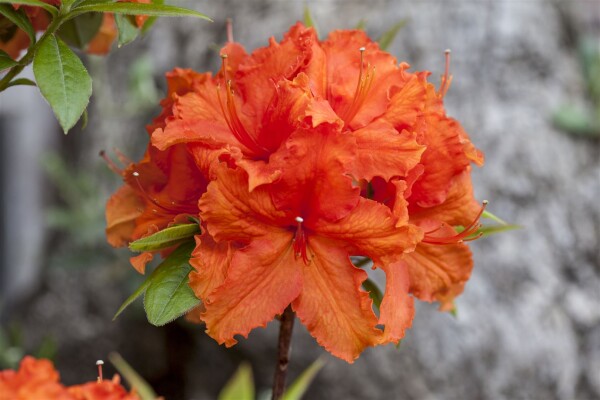 Rhododendron lut.Golden Eagle 30- 40 cm