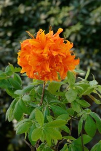 Rhododendron lut.Golden Eagle 30- 40 cm