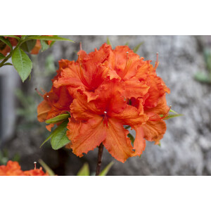 Rhododendron lut.Golden Eagle 5L 30-  40