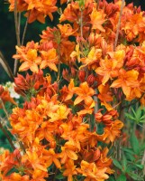 Rhododendron lut.Golden Eagle 30- 40 cm