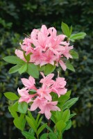 Rhododendron lut.Soir de Paris C 5 40-  50