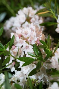 Rhododendron micranthum Bloombux  -R- C 2 25-  30