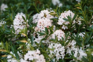 Rhododendron micranthum Bloombux  -R- C 2 25-  30