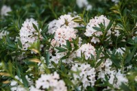 Rhododendron micranthum Bloombux  -R- C 2 25-  30