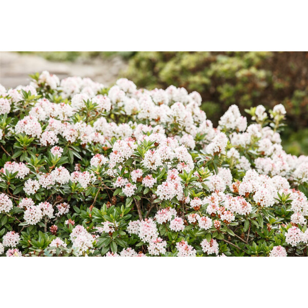 Rhododendron micranthum Bloombux  -R- 5L 30-  40