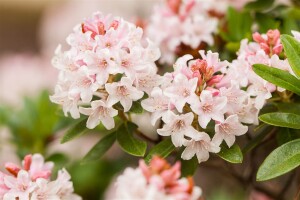 Rhododendron micranthum Bloombux  -R- 5L 30-  40