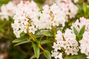 Rhododendron micranthum Bloombux  -R- P0,5 Nugget by Bloombux 15-  20