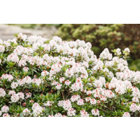 Rhododendron micranthum Bloombux  -R- C5 Kugel 25-  30