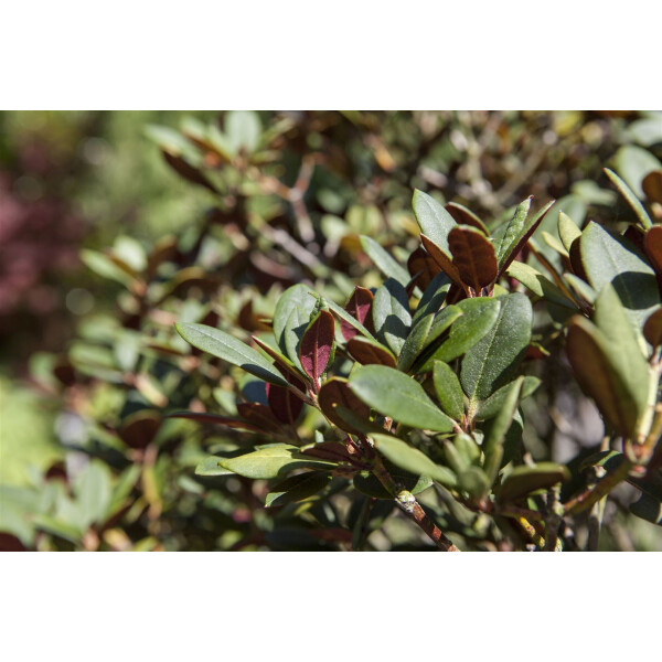 Rhododendron neriiflorum Burletta C 5 30-  40