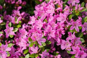 Rhododendron obt.Diamant Enzianblau  -R- 15- 20 cm