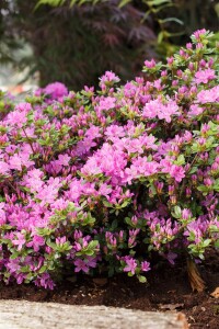 Rhododendron obt.Diamant Enzianblau  -R- 15- 20 cm