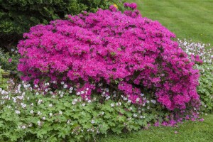 Rhododendron obt.Diamant Rosa    -R- C 2 20-  25